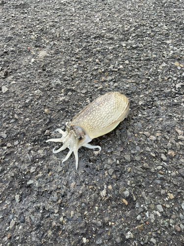 シリヤケイカの釣果