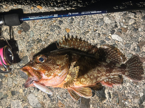 カサゴの釣果