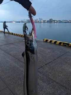 タチウオの釣果