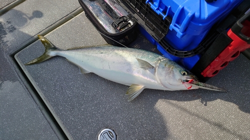 メジロの釣果