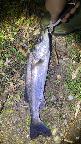 スズキの釣果