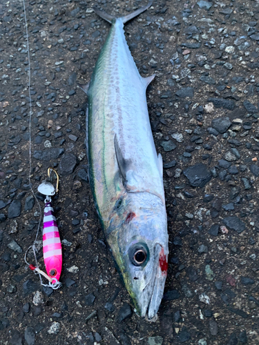 サゴシの釣果