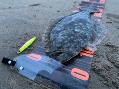 ヒラメの釣果