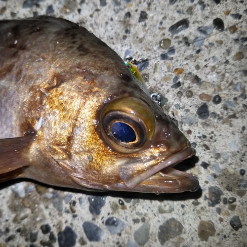 メバルの釣果