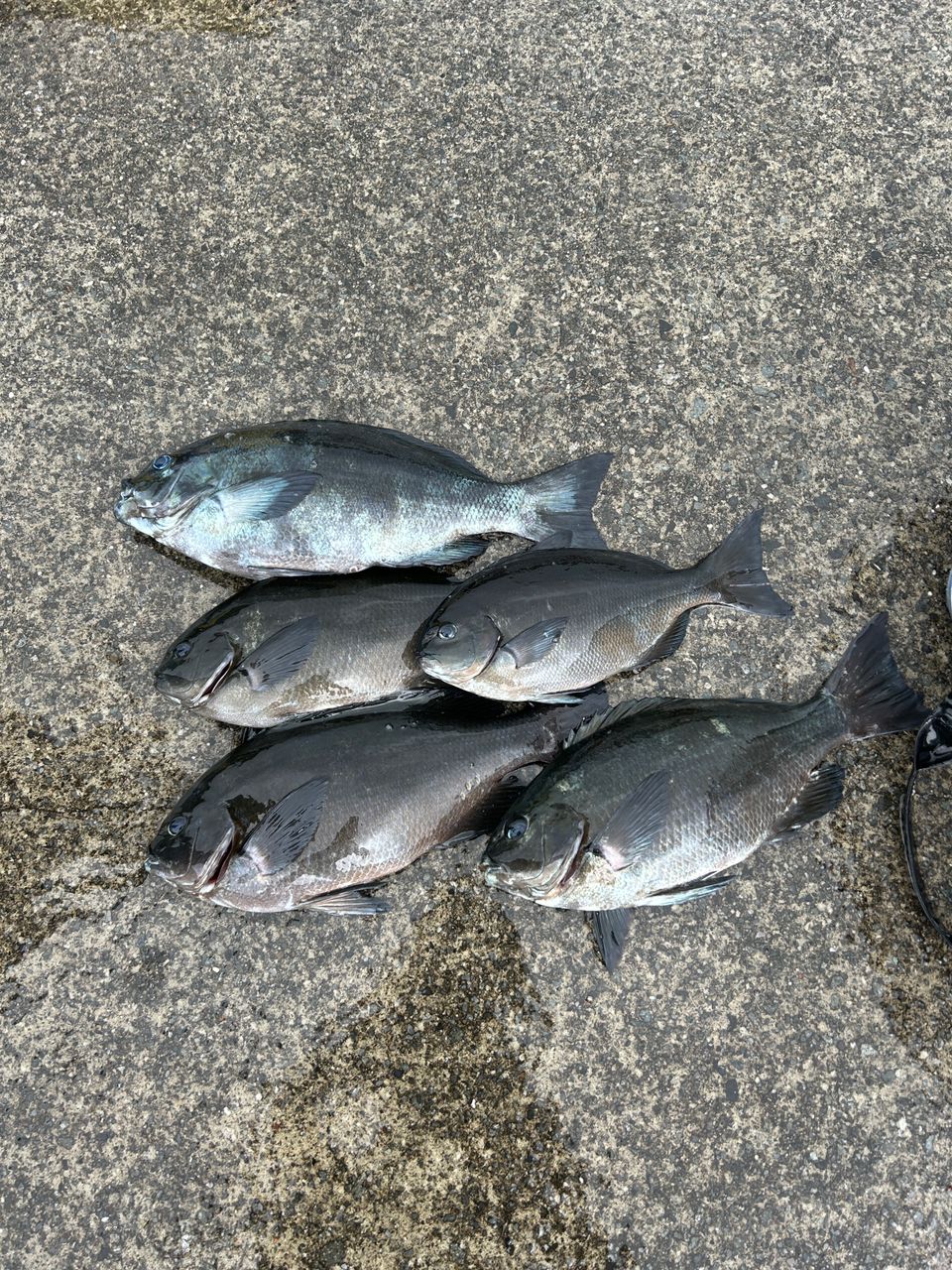 旅する釣り人　FPなかむ〜さんの釣果 2枚目の画像