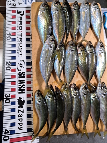 アジの釣果