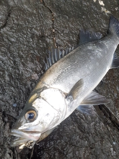 ヒラスズキの釣果