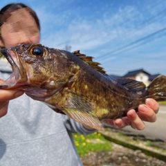 ムラソイの釣果