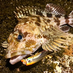 カサゴの釣果