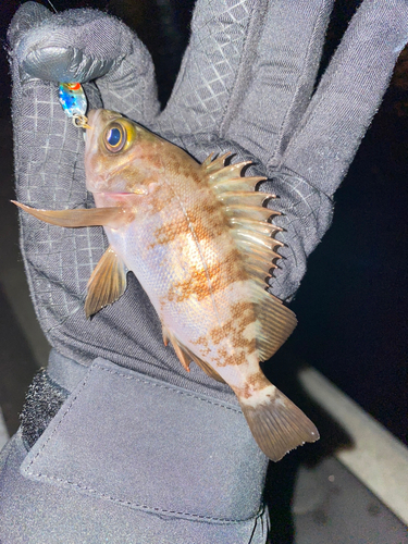 シロメバルの釣果