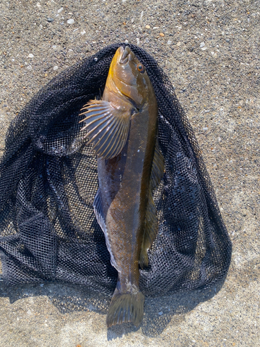 アイナメの釣果