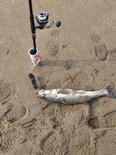 スズキの釣果