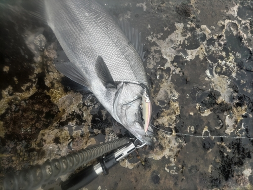 フッコ（ヒラスズキ）の釣果