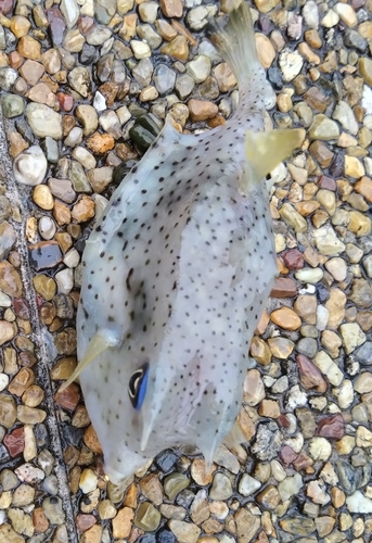 ウミスズメの釣果