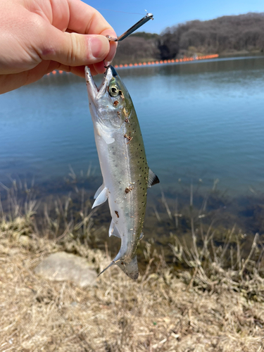 ヤマメの釣果