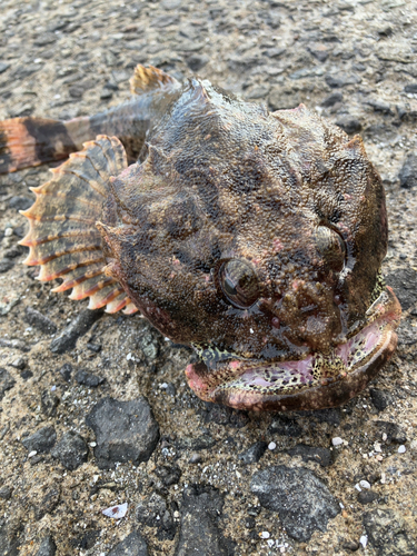 カジカの釣果