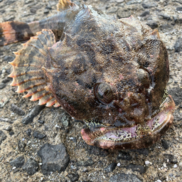 ガチモンキーの釣果