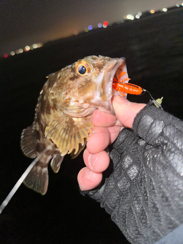 カサゴの釣果