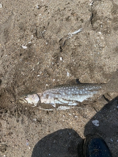 アメマスの釣果