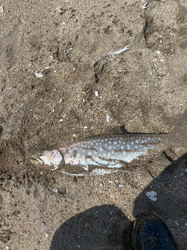 アメマスの釣果