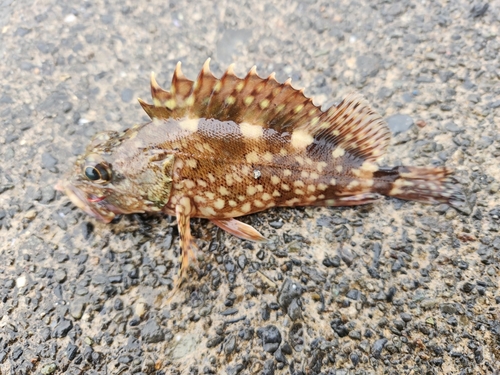 カサゴの釣果