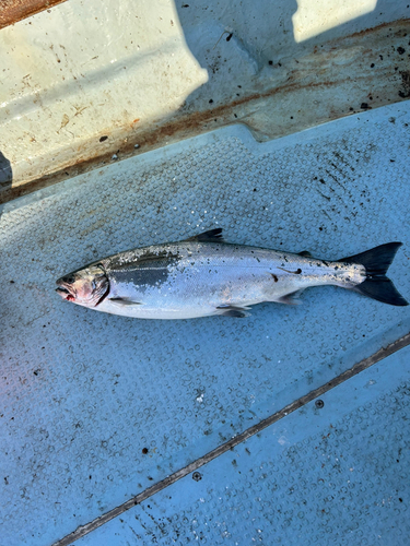 サクラマスの釣果