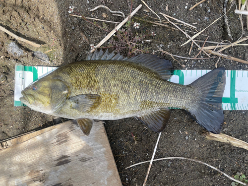 スモールマウスバスの釣果