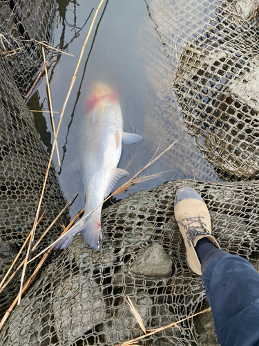 ハクレンの釣果