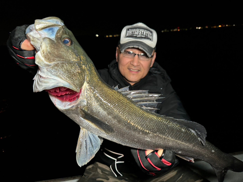 スズキの釣果