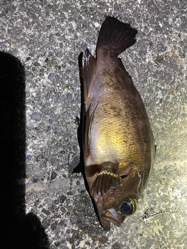 シロメバルの釣果