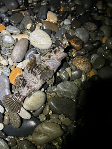 アカブチムラソイの釣果