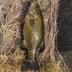 skjの釣果