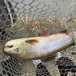 バス釣りたい！の釣果