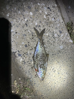 コノシロの釣果