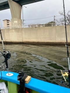 タチウオの釣果