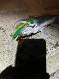 スズキの釣果