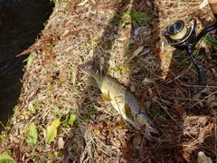 ブラウントラウトの釣果