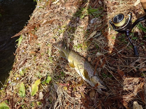 ブラウントラウトの釣果