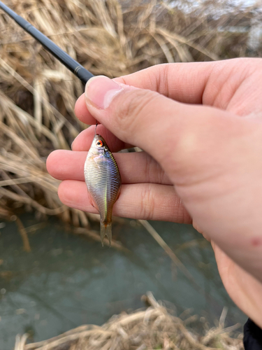 タイリクバラタナゴの釣果