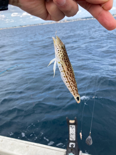 オグロトラギスの釣果