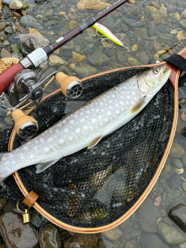 アメマスの釣果