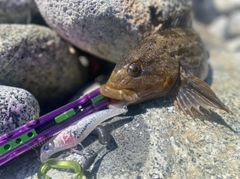 アイナメの釣果