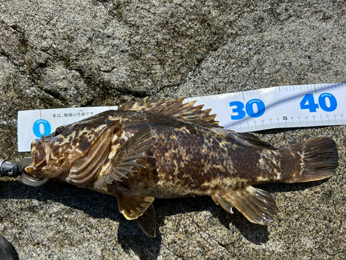 ベッコウゾイの釣果