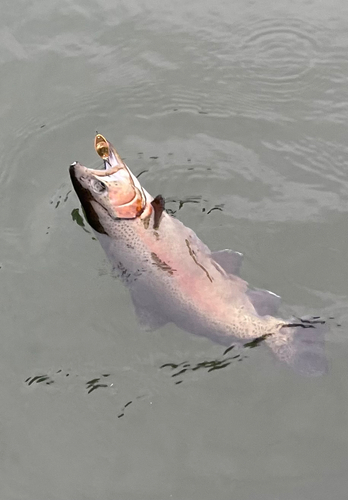 ニジマスの釣果