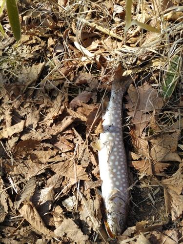 アメマスの釣果