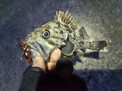 クロソイの釣果