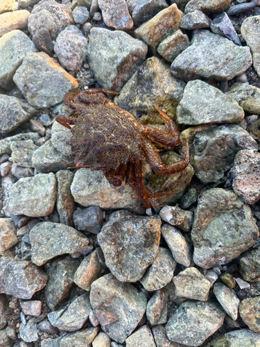 クリガニの釣果