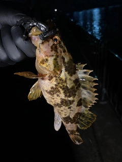 タケノコメバルの釣果