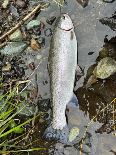 ニジマスの釣果