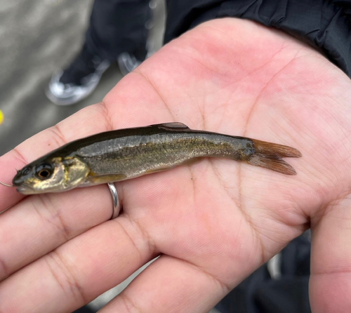 アブラハヤの釣果